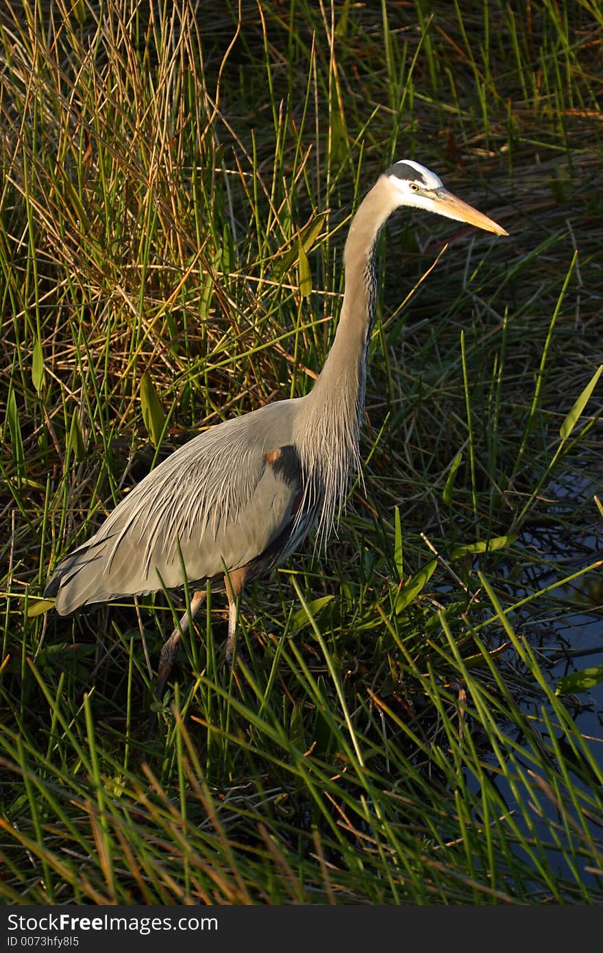 A great blue heron in the Anhinga Trail area of Everglades National Park