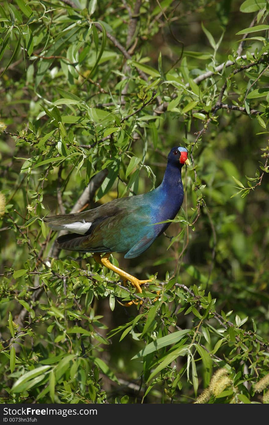 Purple Galinule in Shark Valley - Everglades National Park