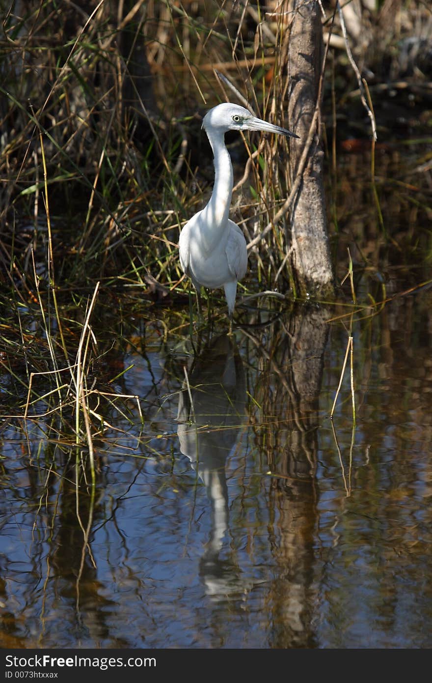 Little Blue Heron Juvenile