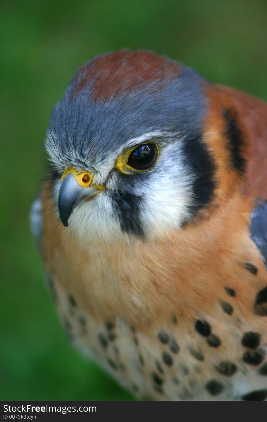 American Kestrel Close Up