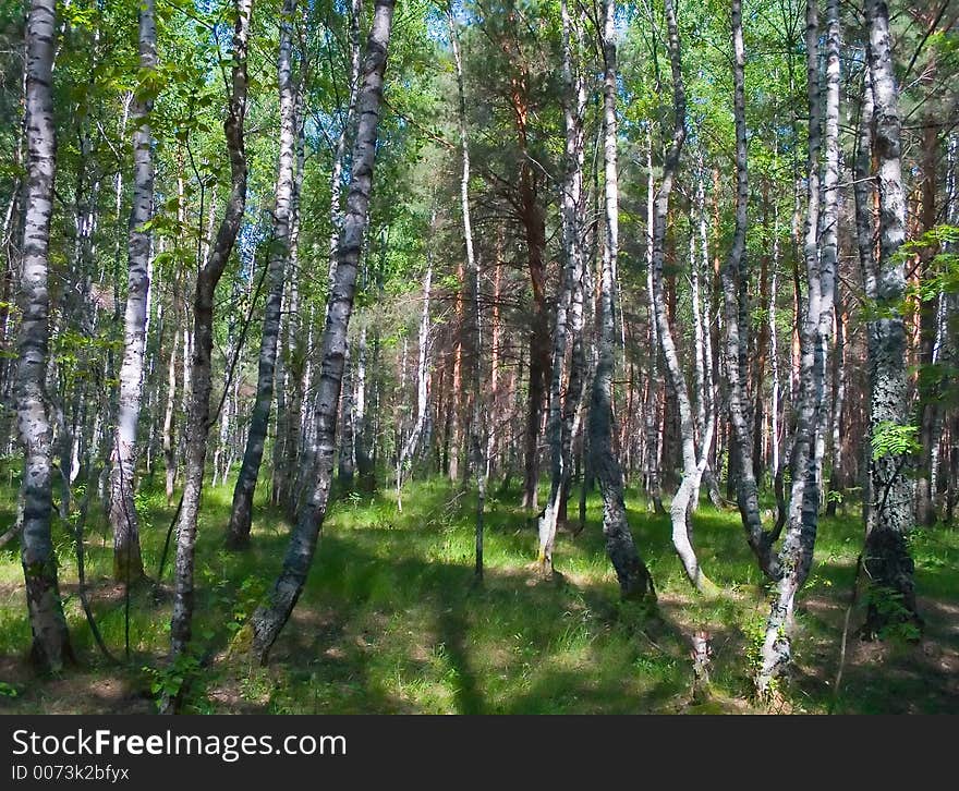 Birch forest, summer landscape, nature