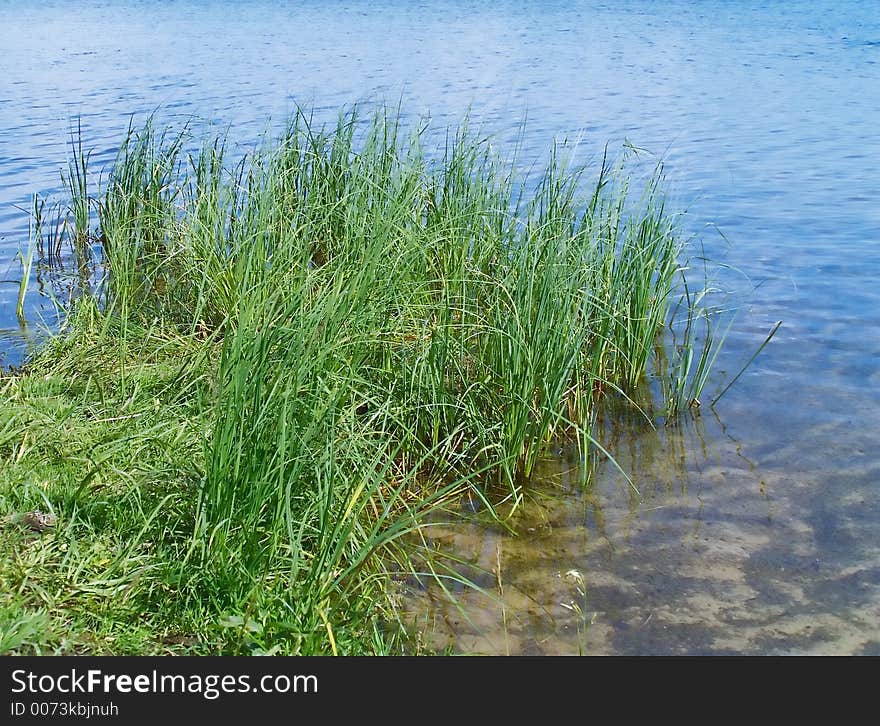 Coast lake, herb ashore, water