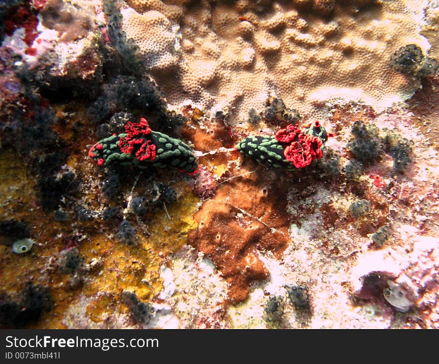 Hand in hand nudibranch