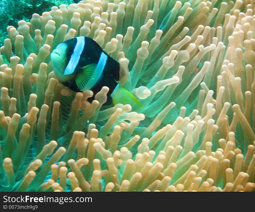 Clownfish swimming. Clownfish swimming