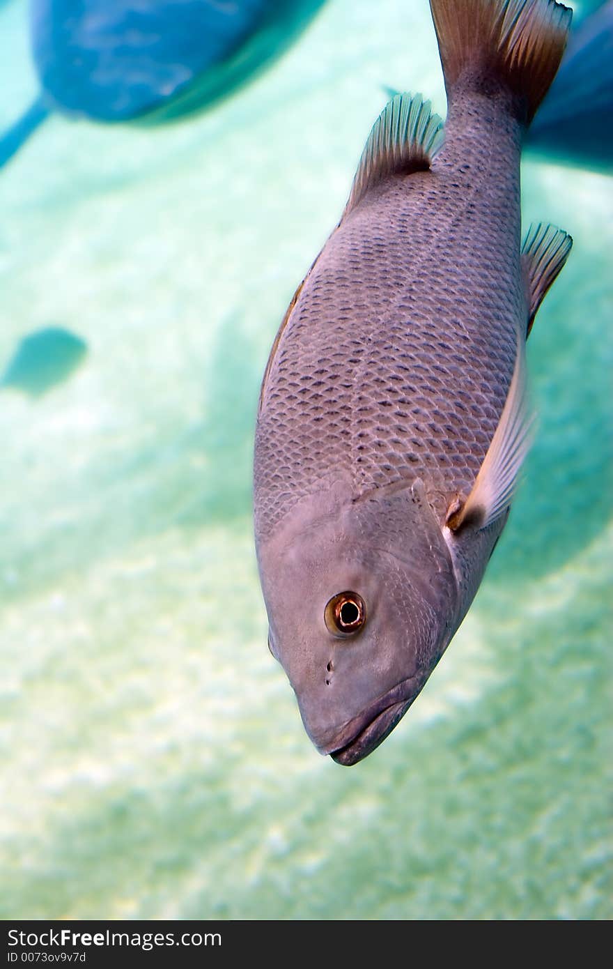 Mangrove Jack in open water. (Latjanus argentimaculatus)