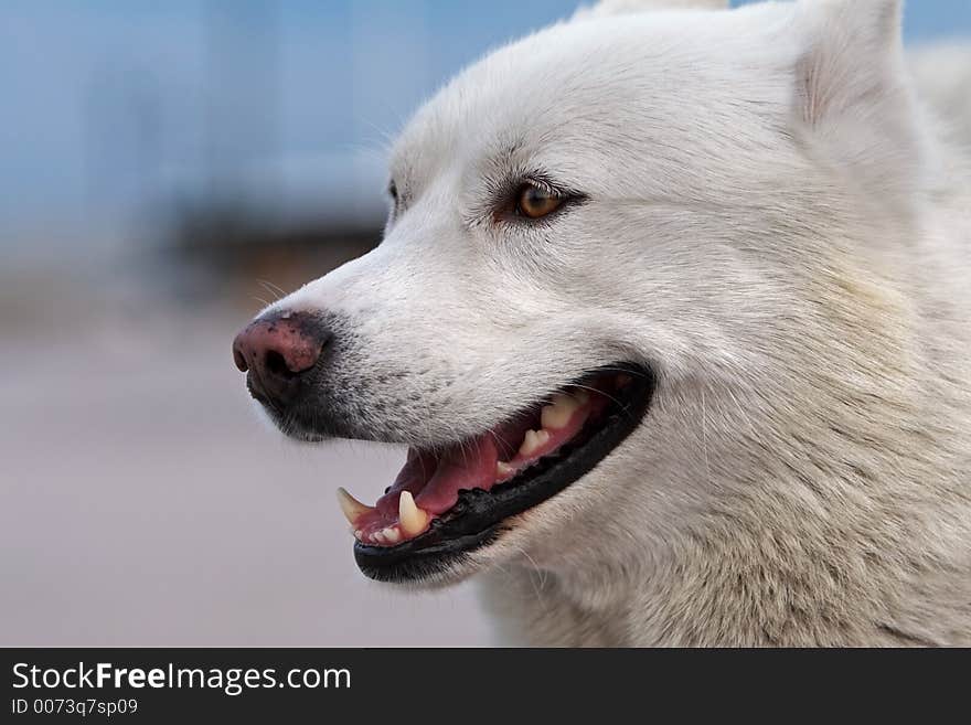 Smiling husky