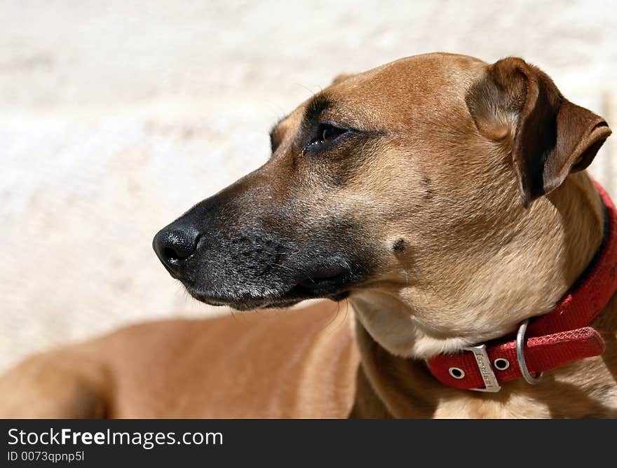 Brown-haired dog. Brown-haired dog