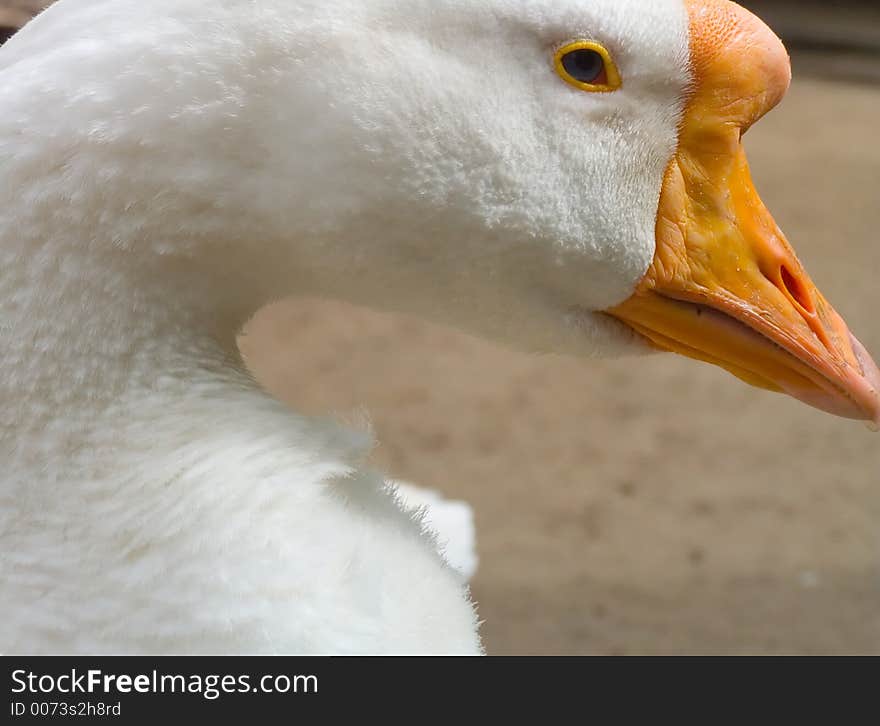 Important goose, farm bird