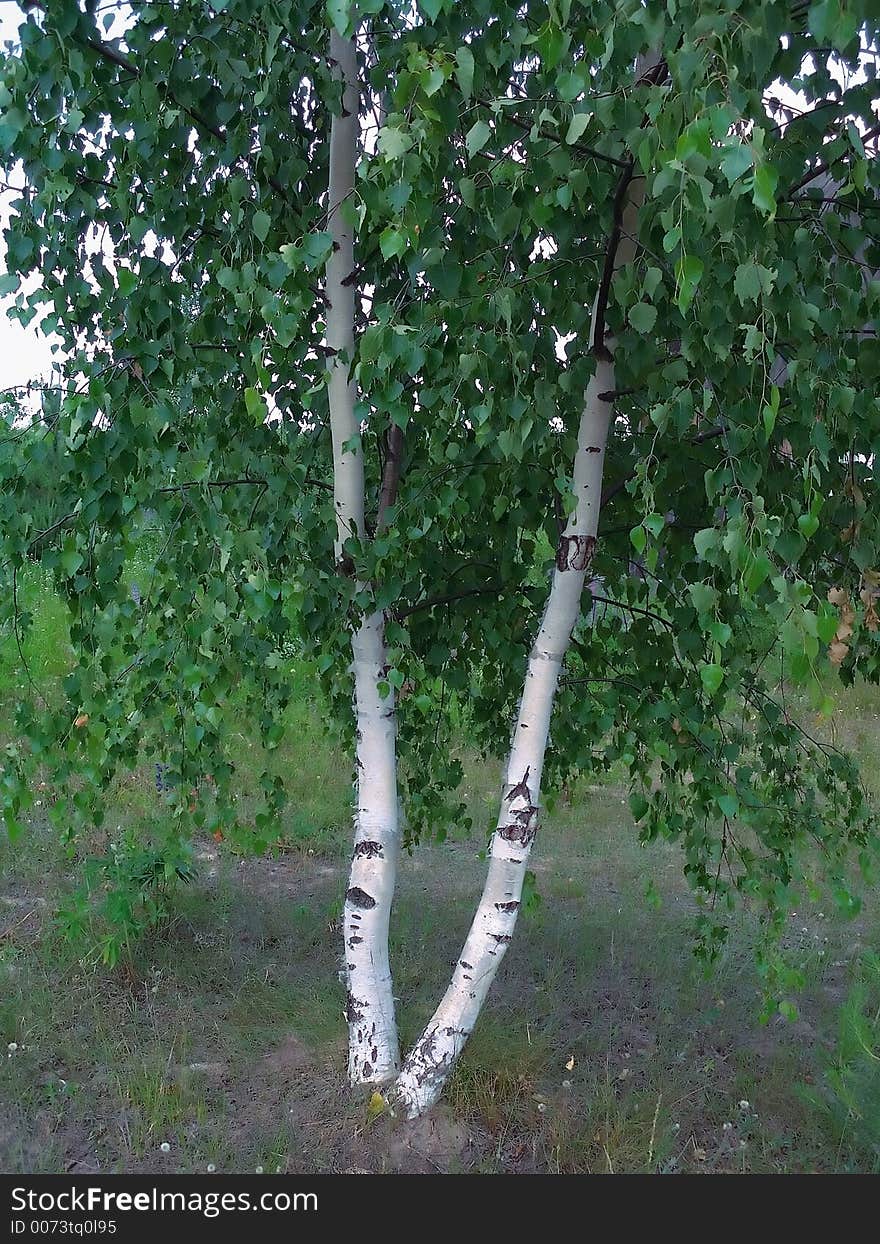 Solitary birch, tree, forest, nature