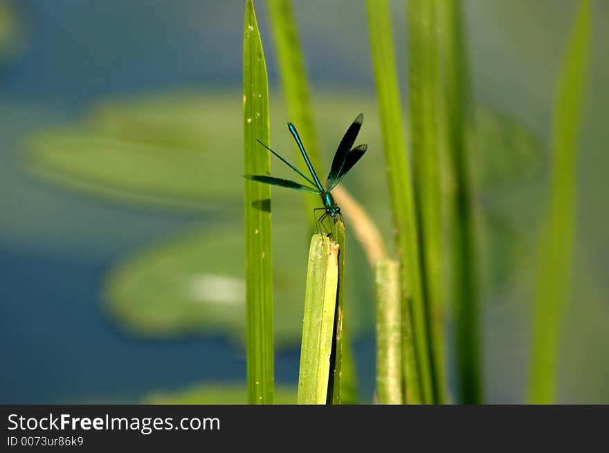 Close-up of dragon fly sitting on a leaf. Close-up of dragon fly sitting on a leaf