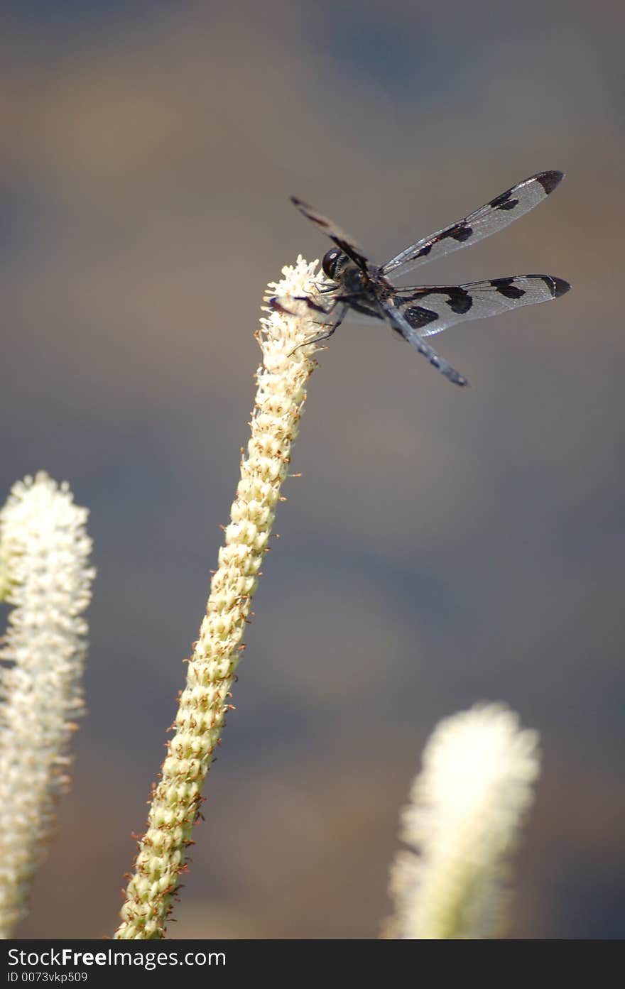 A Dragonfly S Parking Place