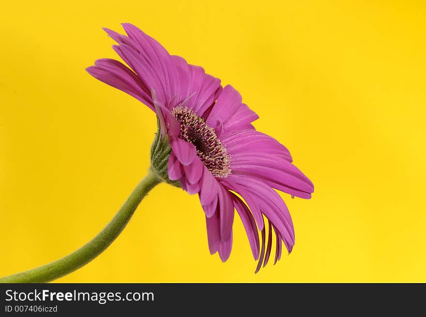 Violet Colored Flower