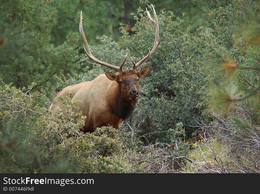 Rutting Elk