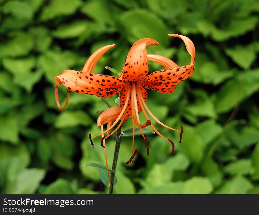 Lily flower surrounded green bacground. Lily flower surrounded green bacground