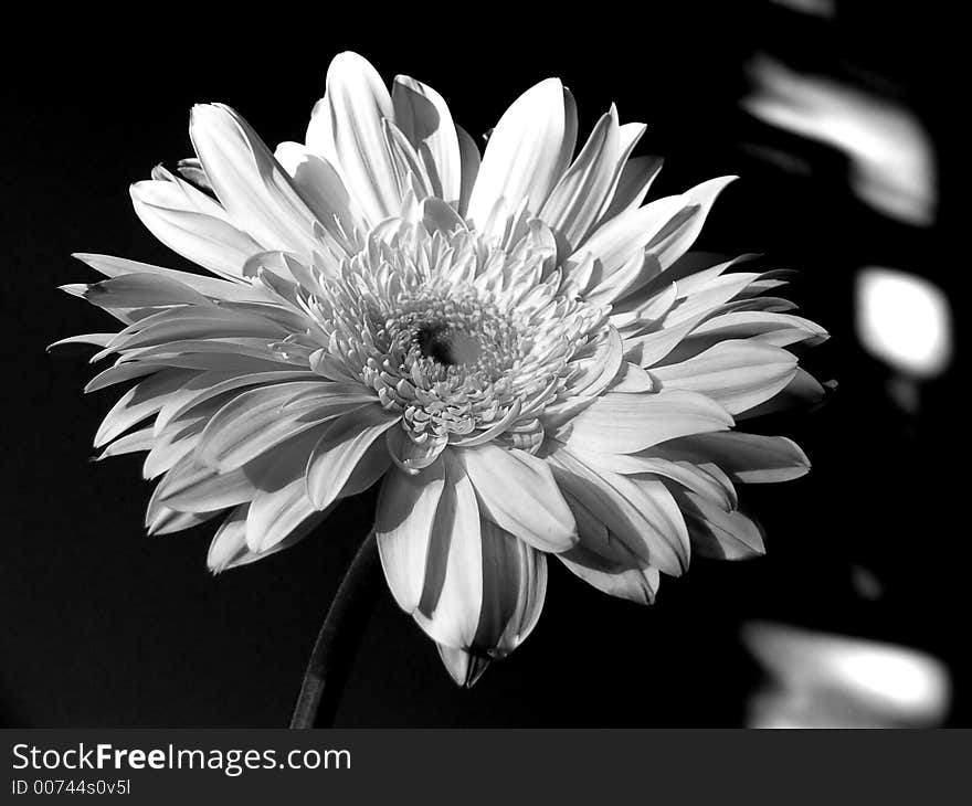 Black and white gerbera. Black and white gerbera