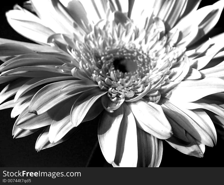 Black and white gerbera. Black and white gerbera