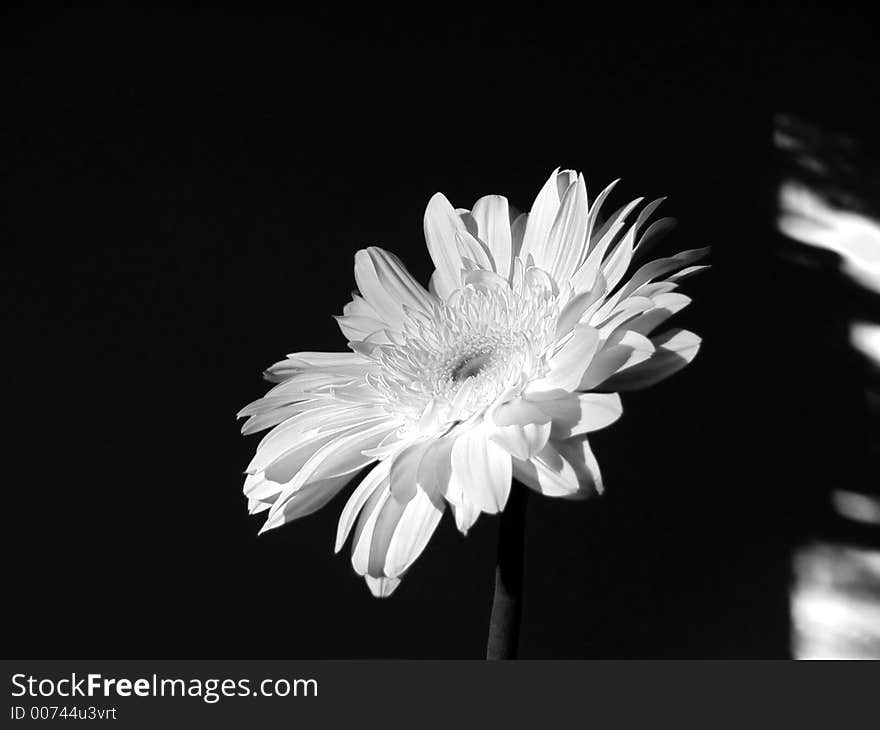 Black and white gerbera. Black and white gerbera