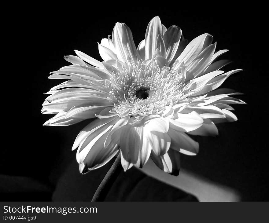 Black and white gerbera. Black and white gerbera