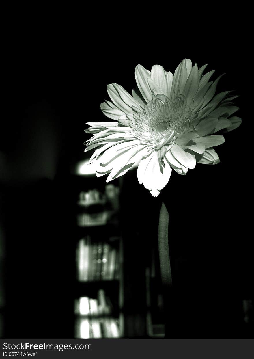 Black and white gerbera. Black and white gerbera