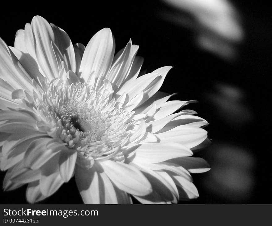 Black and white gerbera. Black and white gerbera