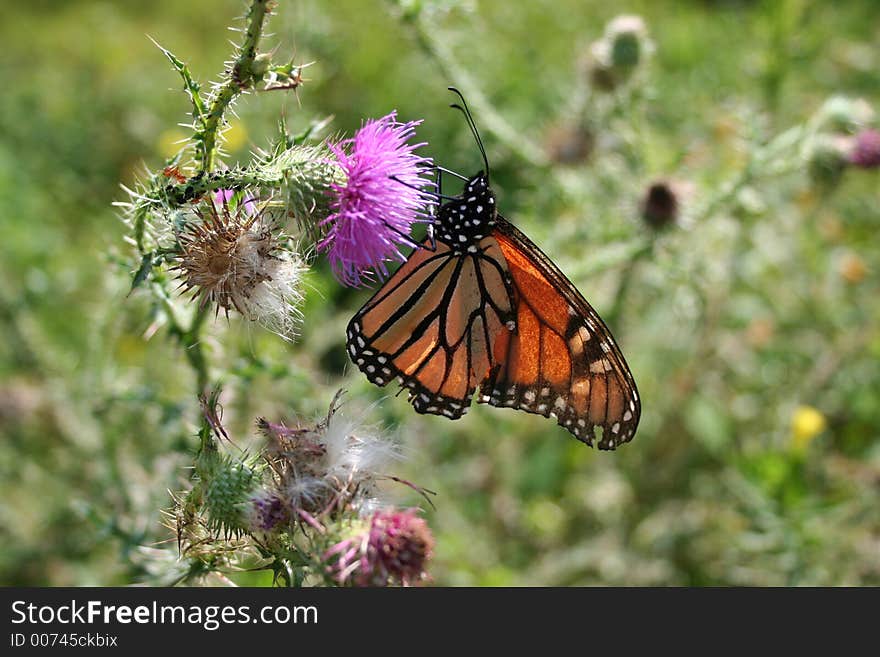 Butterfly Haven