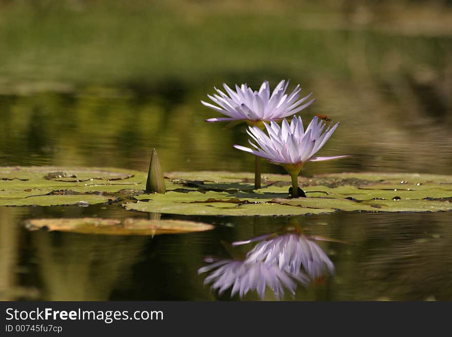 A pair of purple water lillies float upon a pond.  Their reflection is perfect on such a calm day. A pair of purple water lillies float upon a pond.  Their reflection is perfect on such a calm day.