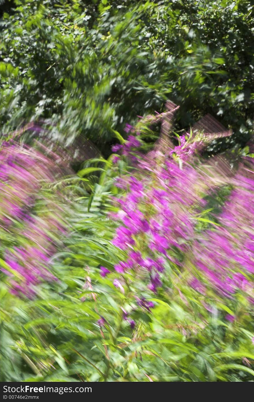 Foxgloves In The Wind