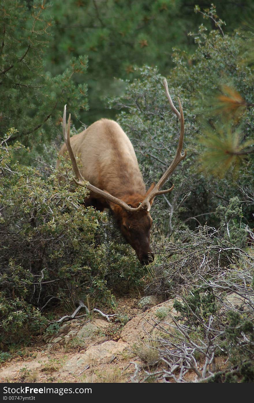 Bull Elk Foraging