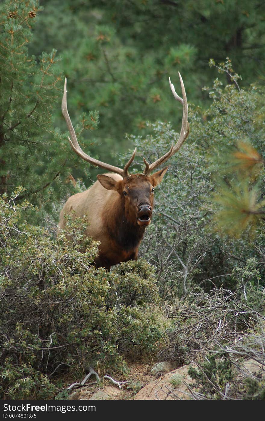 Rutting Elk