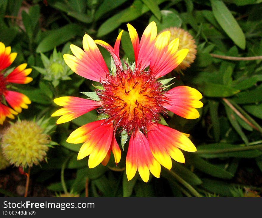 This is a picture of a bright flower in a garden. This is a picture of a bright flower in a garden