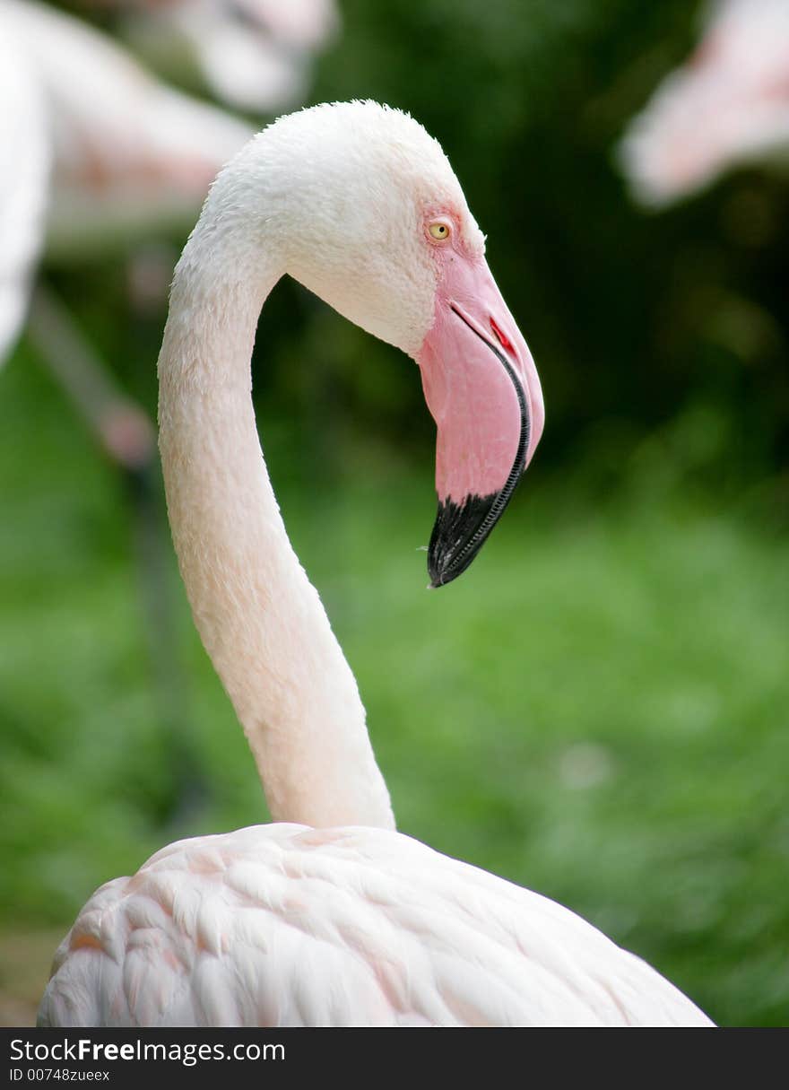 Pink flamingo. Pink flamingo