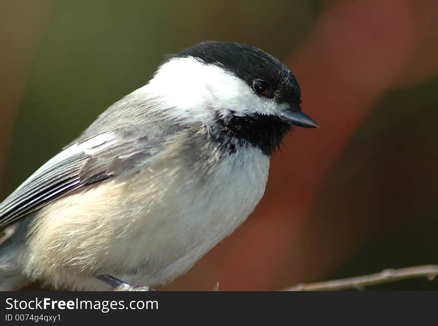 A close up of a black-capped chickadee