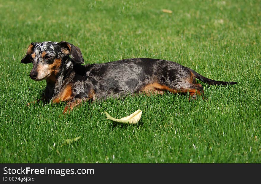 Little Girl Dachshund