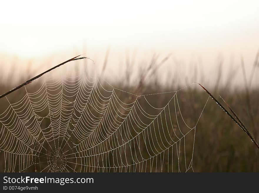 Cobwebs at dawn