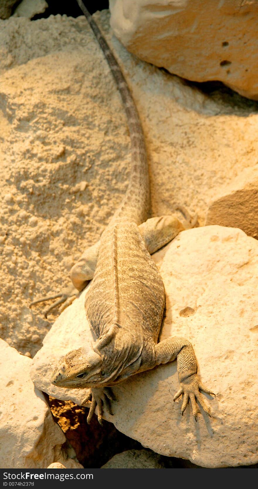 Iguana 3