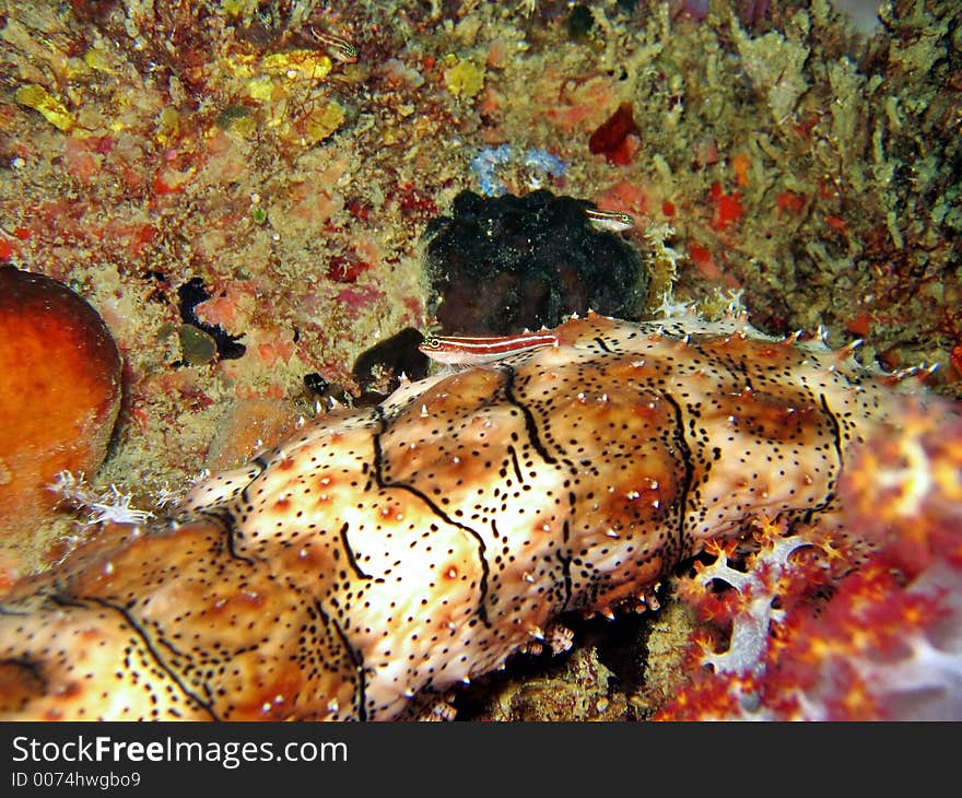 This little triplefin is just taking a rest on a big sea cucumber. This little triplefin is just taking a rest on a big sea cucumber