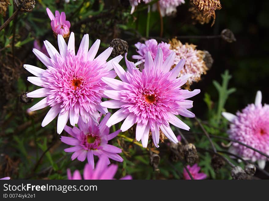 Bright fresh Purple Gerbera flowers