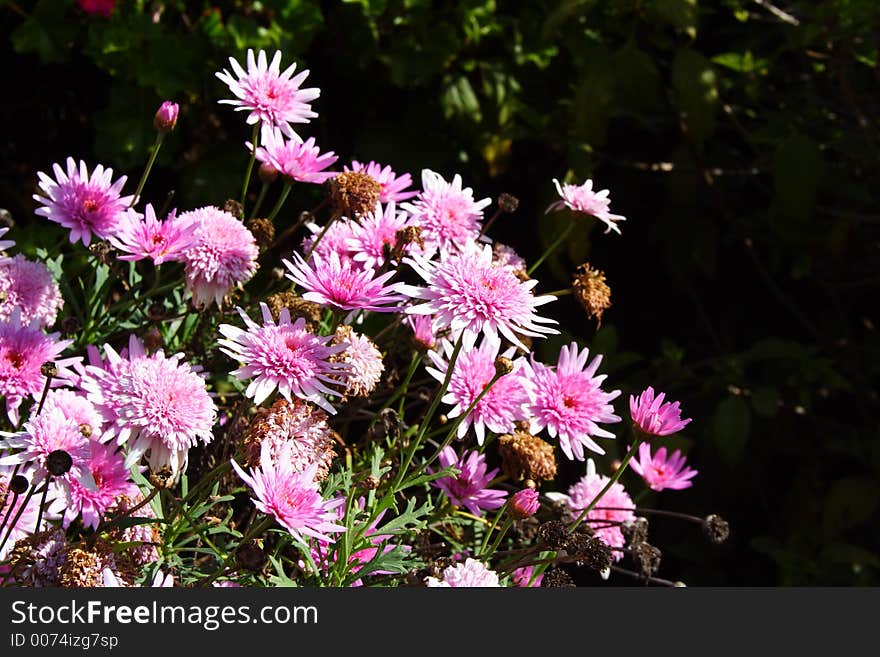 Bright fresh Purple Gerbera flowers