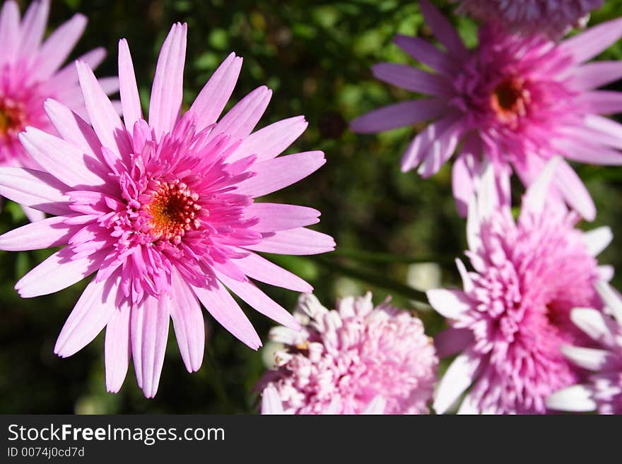 Bright fresh Purple Gerbera flowers