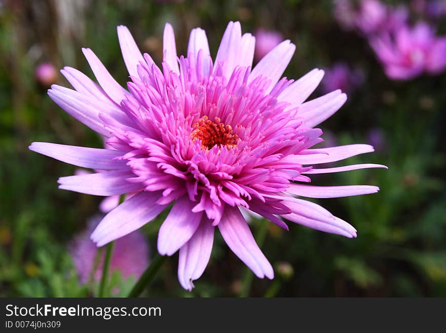 Bright fresh Purple Gerbera flowers