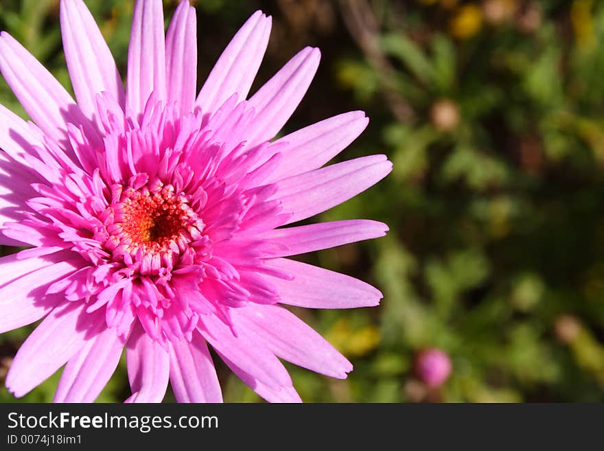 Bright fresh Purple Gerbera flower