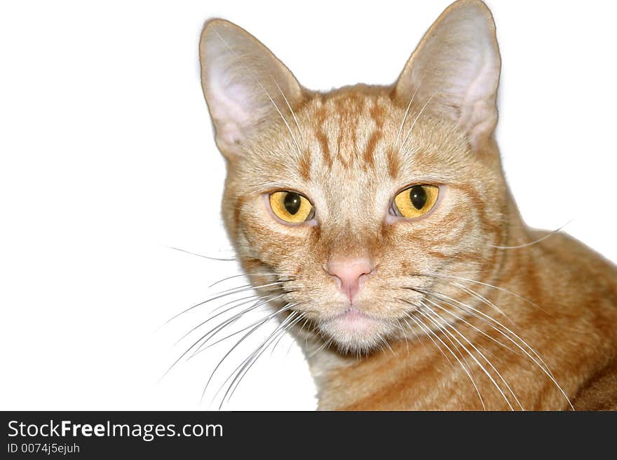 Orange Tabby On White Background