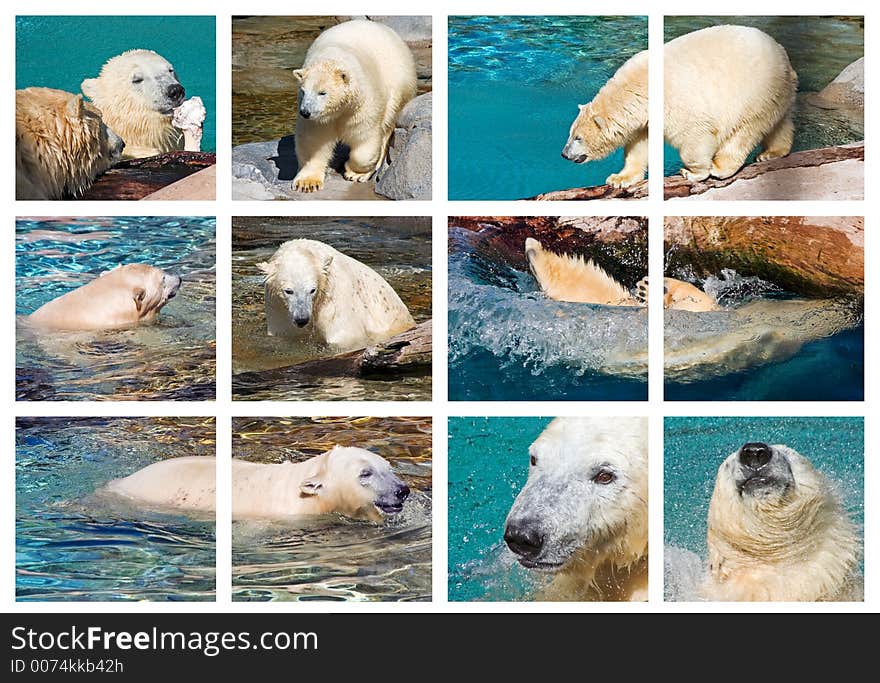 Polar Bear montage. Polar Bear montage