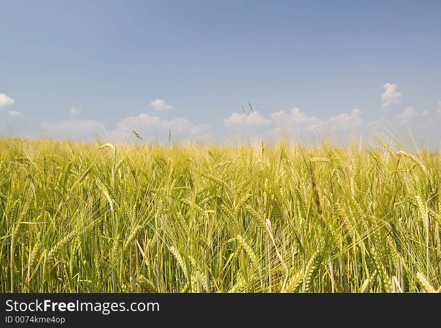 Field Of Gold