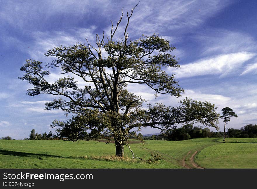 Lonely Tree