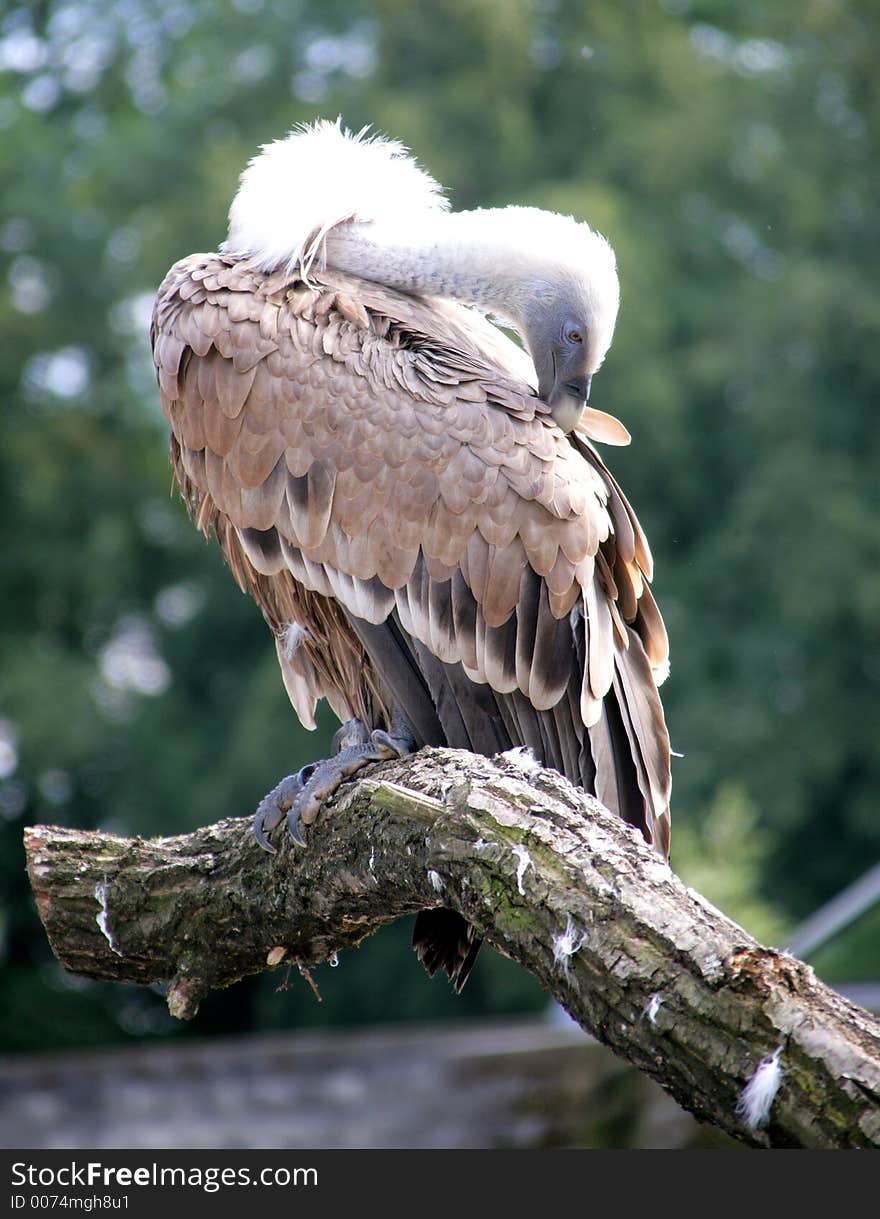 Vulture 1