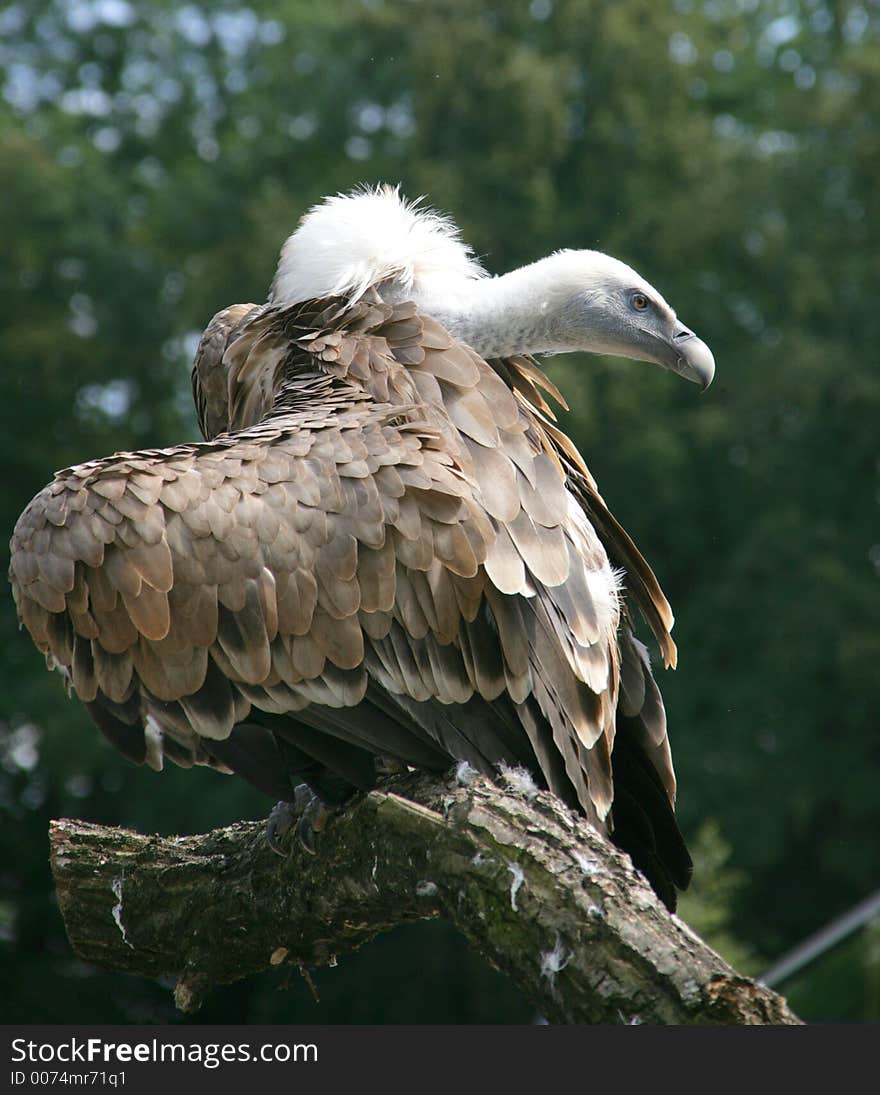 Vulture 2