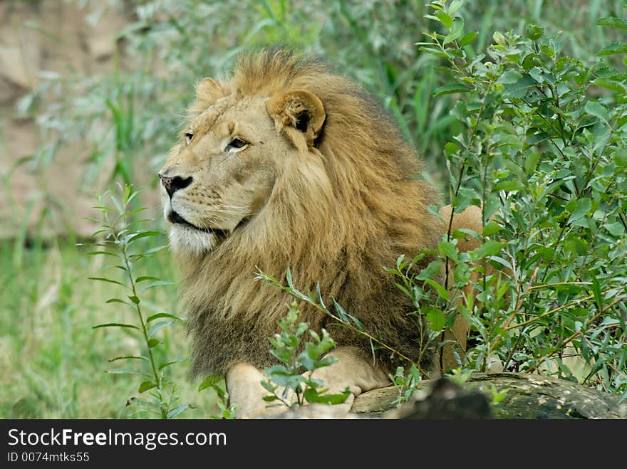 A lion, looking into his range. A lion, looking into his range