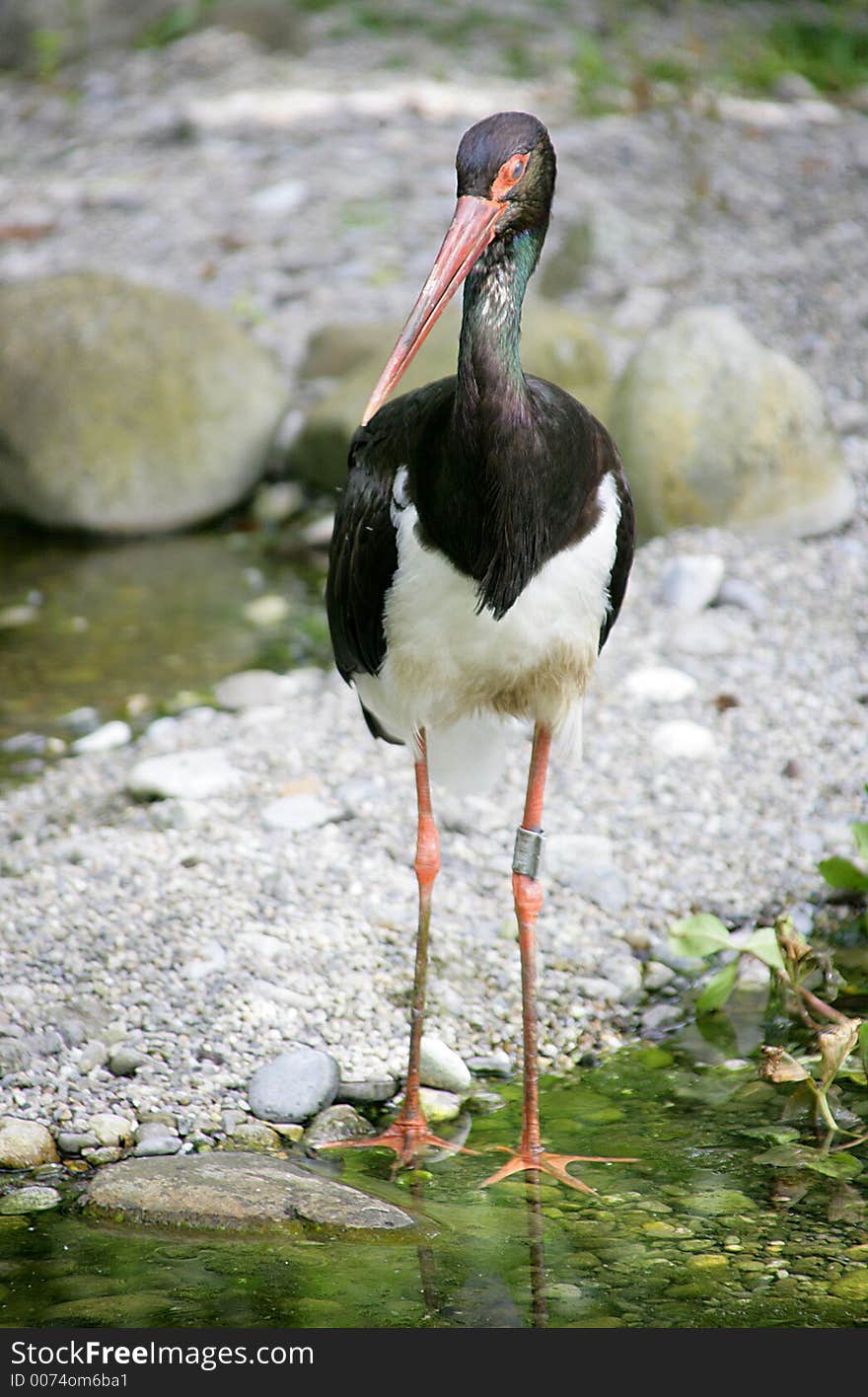 Black stork 2