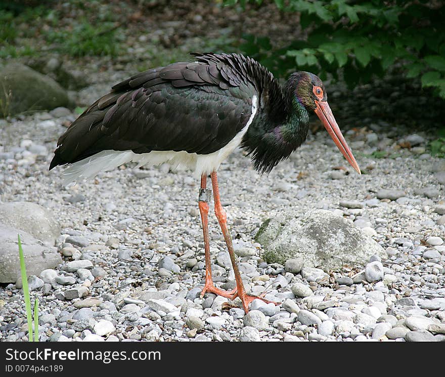 Black stork 3